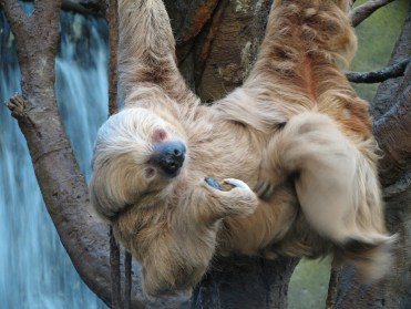 http://library.sandiegozoo.org/factsheets/sloth/sloth.htm