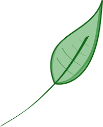 green leaf clipart